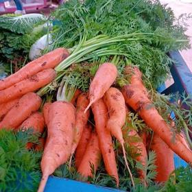 山东枣庄红页岩胡萝卜 小时候的味道 思源农场