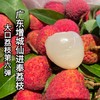 【大口荔枝  荔枝中的香槟】2026增城仙村进奉荔枝 商品缩略图0