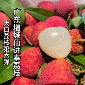 【大口荔枝  荔枝中的香槟】2026增城仙村进奉荔枝