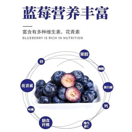 【质农】大兴安岭蓝莓原浆50ml*10瓶礼盒 商品图4