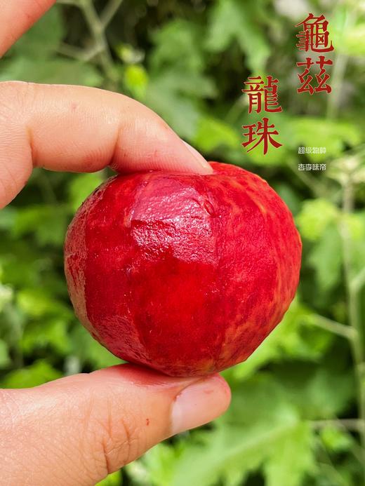 国产杏李之光！龟（qiu）兹（ci）龙珠【新疆恐龙蛋】杏的香味+李子的甜味，吃点儿不一样的！果肉鲜红 脆甜可口 皮薄核小 汁水充沛 48小时发货~ 商品图3
