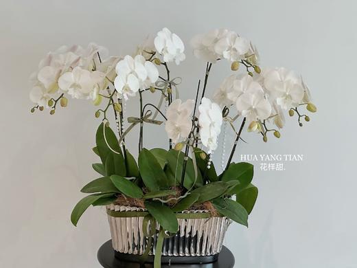 锦上添花  蝴蝶兰盆栽（每盆形态不同，介意慎拍） 商品图1