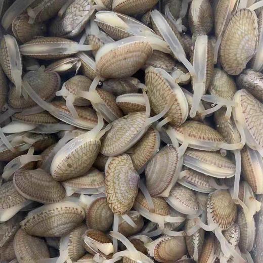 花甲螺 500g 商品图1