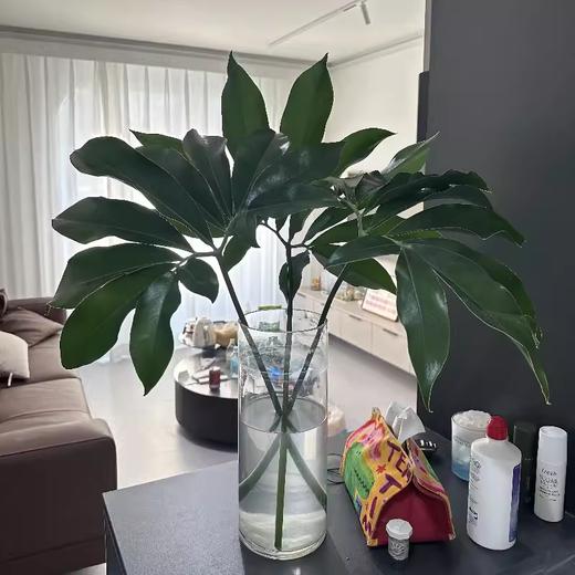 同城甄选印第安羽毛蔓绿绒鲜切花 商品图2