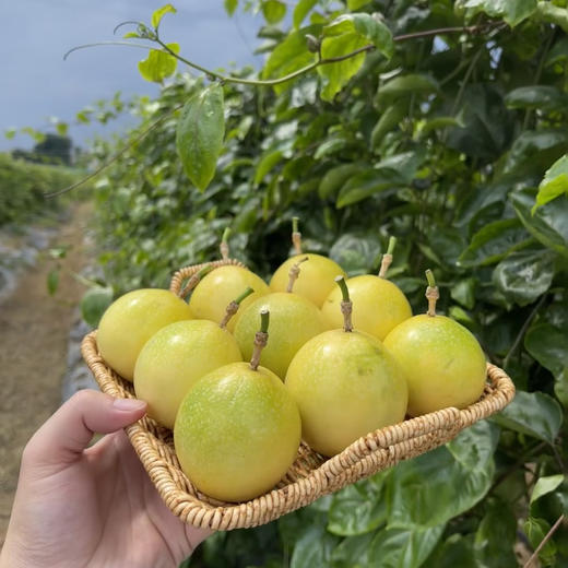 钦蜜9号黄金百香果，一款近乎纯甜的百香果，果香浓郁，酸甜可口，富含维C 商品图6