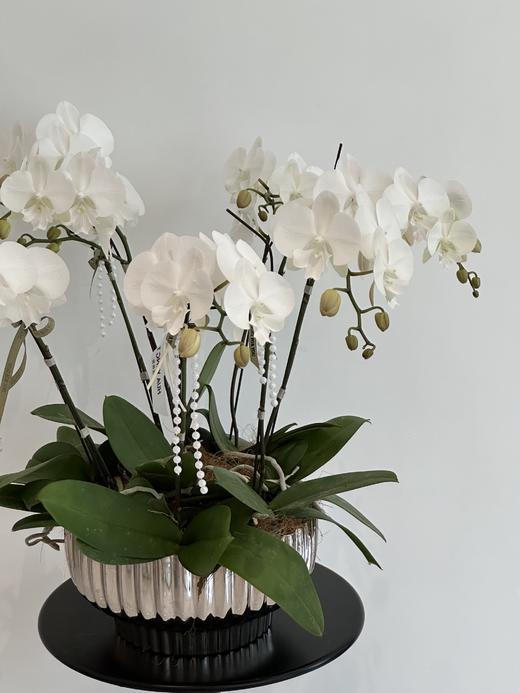 闲庭絮语  蝴蝶兰盆栽（每盆形态不同，介意慎拍） 商品图2