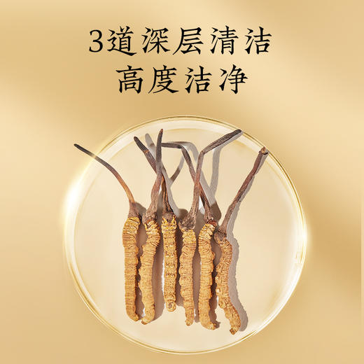 【正宗同仁堂品牌】北京同仁堂 冬虫夏草-50/10克 虫体干净 高品质干虫草 滋补品SY 商品图3