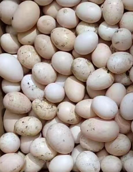 410  1斤农家初生鸡蛋 商品图0