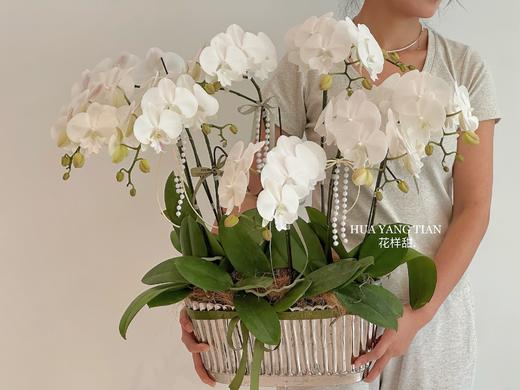 锦上添花  蝴蝶兰盆栽（每盆形态不同，介意慎拍） 商品图3