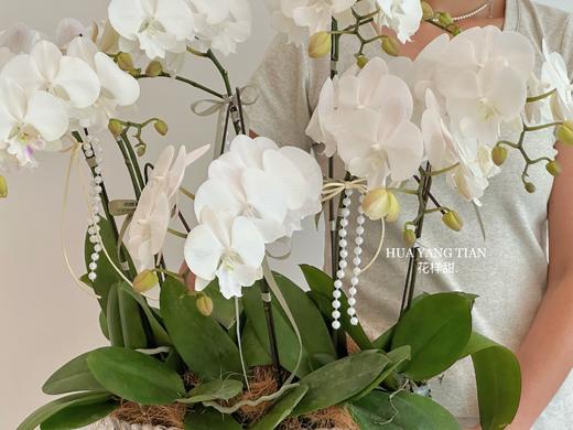 锦上添花  蝴蝶兰盆栽（每盆形态不同，介意慎拍） 商品图2