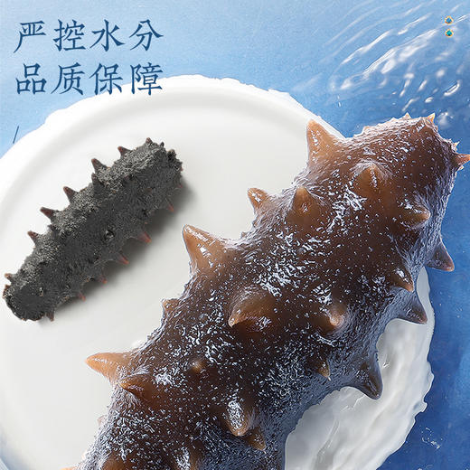 【正宗同仁堂品牌】北京同仁堂 青源堂 淡干海参400克（81-120头/500克）选自大连 送礼盒 泡发即食 冷风干燥 SY 商品图4