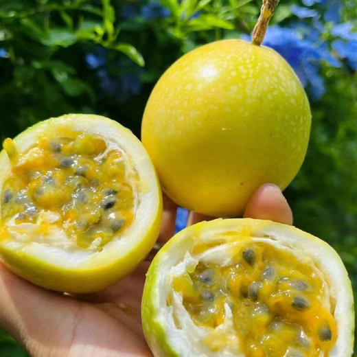 钦蜜9号黄金百香果，一款近乎纯甜的百香果，果香浓郁，酸甜可口，富含维C 商品图5