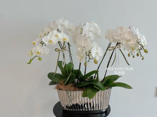 锦上添花  蝴蝶兰盆栽（每盆形态不同，介意慎拍） 商品图4