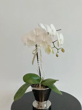 欢喜由心  蝴蝶兰盆栽（每盆形态不同，介意慎拍）