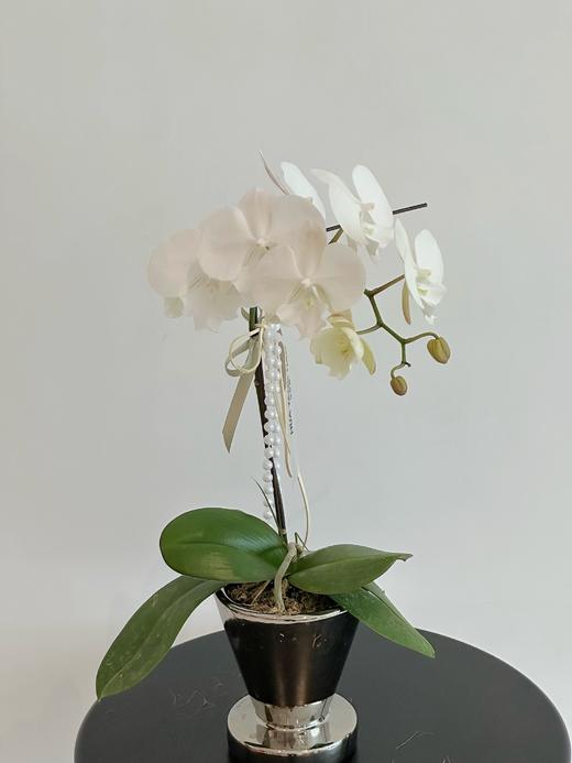 欢喜由心  蝴蝶兰盆栽（每盆形态不同，介意慎拍） 商品图0