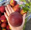 山东芝麻脆甜油桃 |水果 商品缩略图0