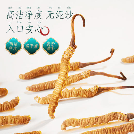 蔡府3A冬虫夏草4g(18根） 商品图4