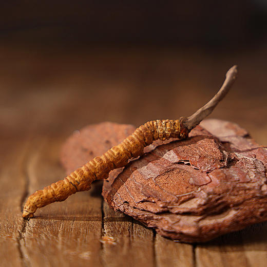 【正宗同仁堂品牌】北京同仁堂 冬虫夏草-40/2克 虫体干净 高品质干虫草 滋补品SY 商品图2