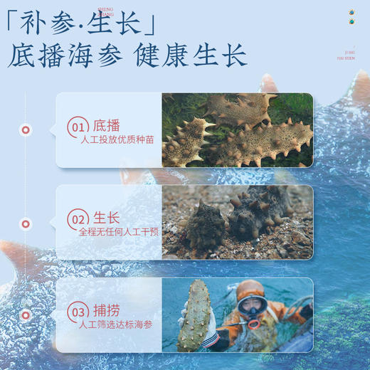 【正宗同仁堂品牌】北京同仁堂 青源堂 即食海参1500克 足年壮参 营养富足SY 商品图4