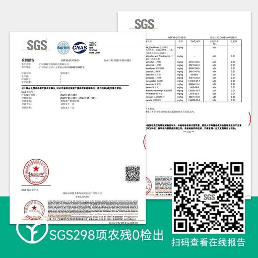 【检测SGS298顶农残0检出来自中国银杏之乡泰兴银杏果仁软糯香甜可口】人工采摘原地取材 颗粒饱满药食同源 手工脱毒去苦 商品图3