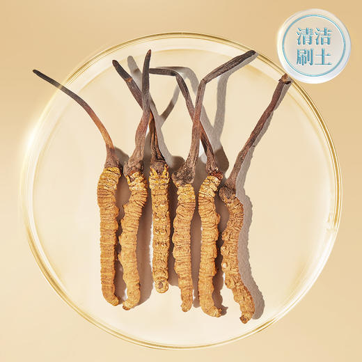 【正宗同仁堂品牌】北京同仁堂 冬虫夏草-50/6克 虫体干净 高品质干虫草 滋补品SY 商品图5
