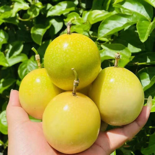 钦蜜9号黄金百香果，一款近乎纯甜的百香果，果香浓郁，酸甜可口，富含维C 商品图2