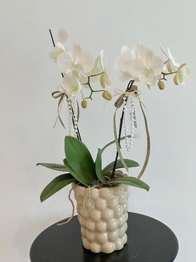 赏心悦目  蝴蝶兰盆栽（每盆形态不同，介意慎拍）