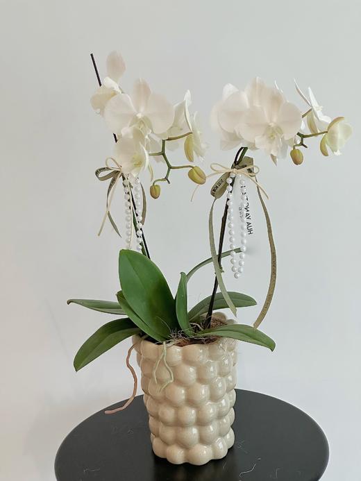 赏心悦目  蝴蝶兰盆栽（每盆形态不同，介意慎拍） 商品图0