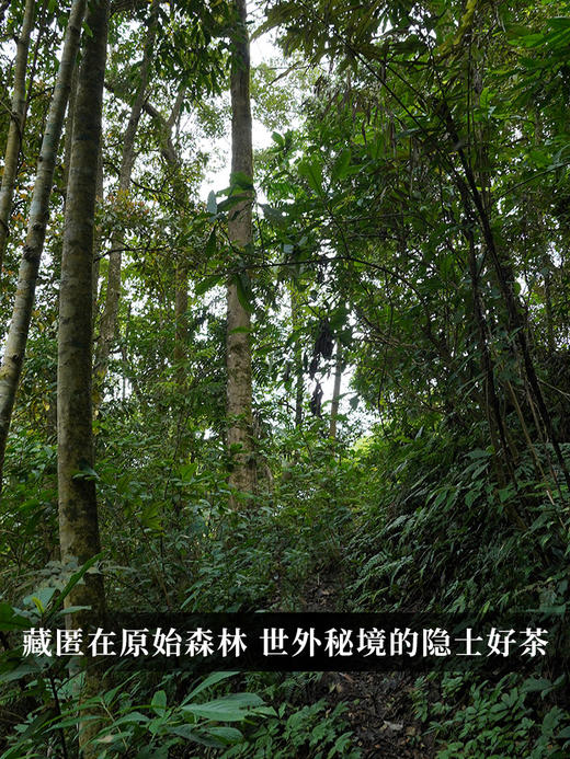 2024年【薄荷塘单株】超越I类薄荷塘 易武天花板 稀缺资源 一泡难求；云南易武普洱茶生茶357克/饼 5饼/提茶叶 拍5发6拍20发25 单饼铁盒装，整提高端礼盒装 商品图7