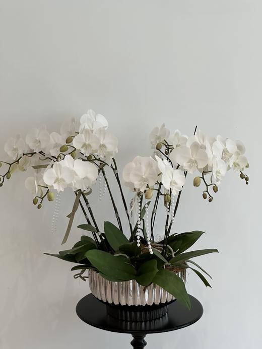 闲庭絮语  蝴蝶兰盆栽（每盆形态不同，介意慎拍） 商品图1