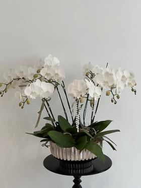 闲庭絮语  蝴蝶兰盆栽（每盆形态不同，介意慎拍）