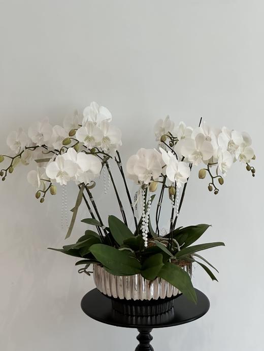 闲庭絮语  蝴蝶兰盆栽（每盆形态不同，介意慎拍） 商品图0