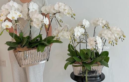 锦上添花  蝴蝶兰盆栽（每盆形态不同，介意慎拍） 商品图0