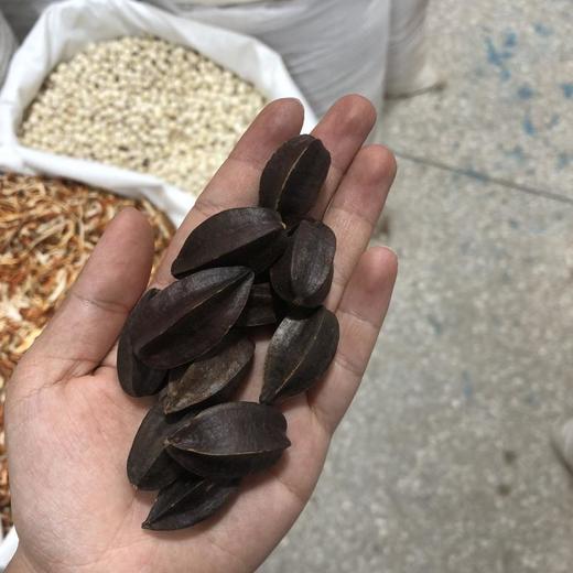 使君子 商品图2