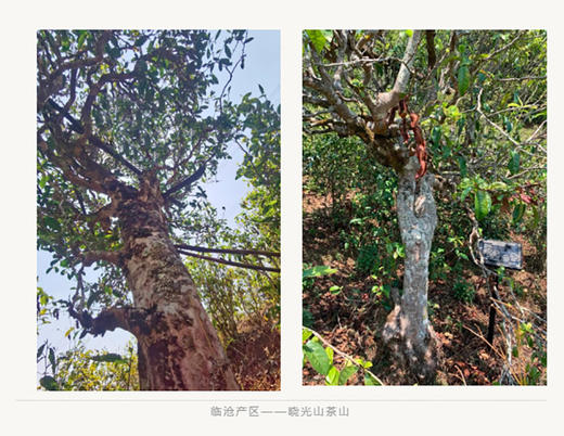 晓光山春蕊 普洱生茶饼 古树纯料单一产区 商品图3