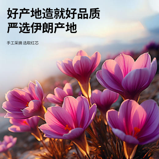 【正宗同仁堂品牌】北京同仁堂 青源堂 伊朗藏红花6克礼盒 全红长丝 花蕊完整 汤色透亮 色香气正西红花SY 商品图3