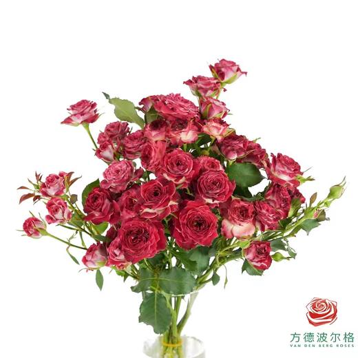 探戈10枝一扎 商品图0