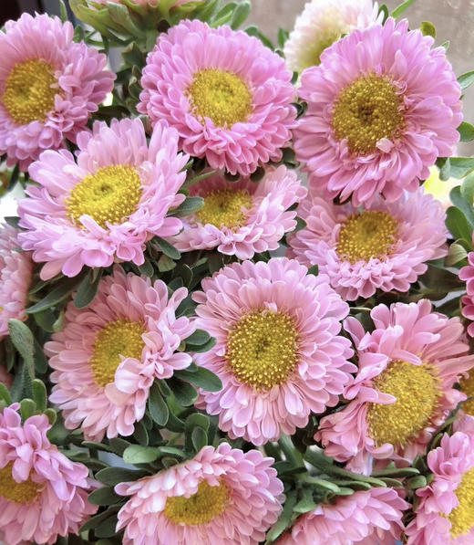 【默默守护】小翠菊  若干枝/扎  多色可选 商品图7