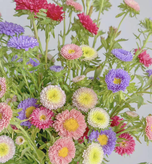 【默默守护】小翠菊  若干枝/扎  多色可选 商品图2