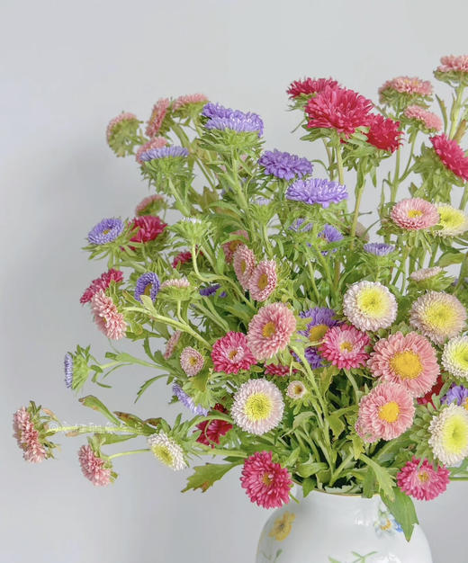 【默默守护】小翠菊  若干枝/扎  多色可选 商品图1