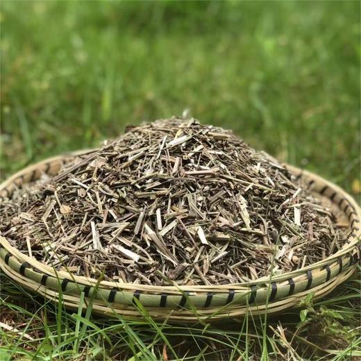 马鞭草 商品图2