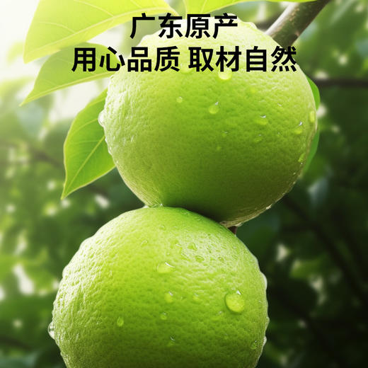 【正宗同仁堂品牌】北京同仁堂 青源堂 化橘红片50克（皮）橘红香浓 味浓耐泡 入口回甘 清透少杂SY 商品图5