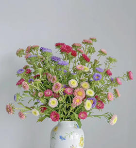 【默默守护】小翠菊  若干枝/扎  多色可选