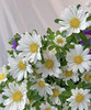【希望】迷你菊  白色   若干枝/扎 商品缩略图10
