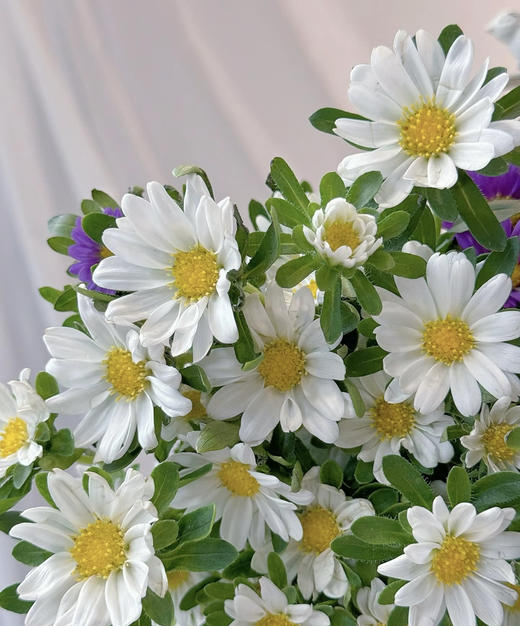 【希望】迷你菊  白色   若干枝/扎 商品图10