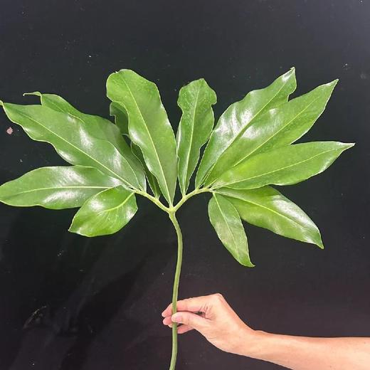 同城甄选印第安羽毛蔓绿绒鲜切花 商品图4