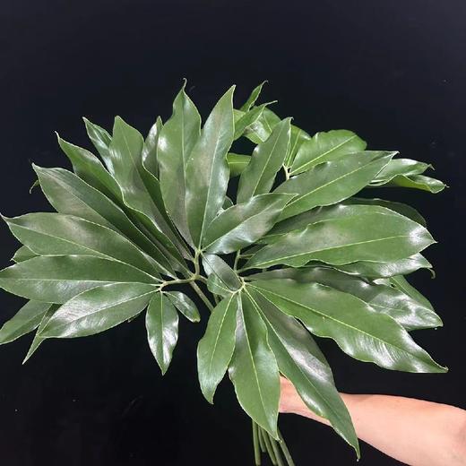 同城甄选印第安羽毛蔓绿绒鲜切花 商品图5