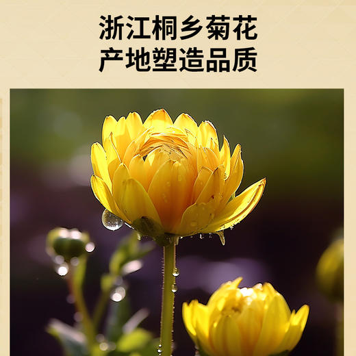 【正宗同仁堂品牌】北京同仁堂 青源堂 胎菊40克 干燥提香 菊香四溢易保存 经久耐泡 久泡不散SY 商品图1