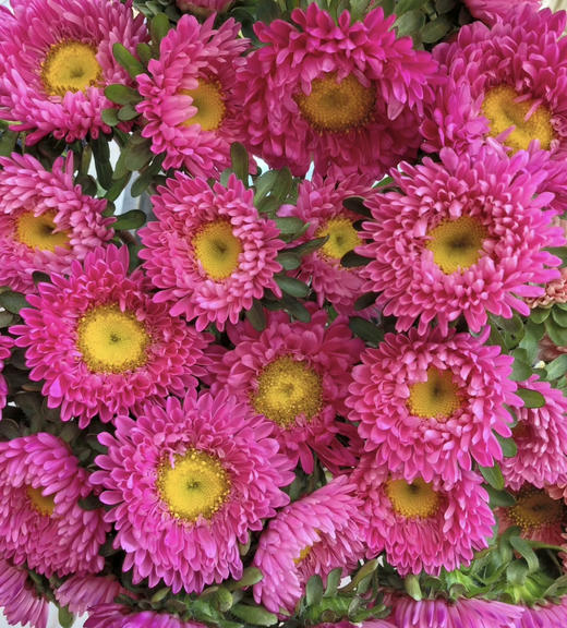 【默默守护】小翠菊  若干枝/扎  多色可选 商品图6