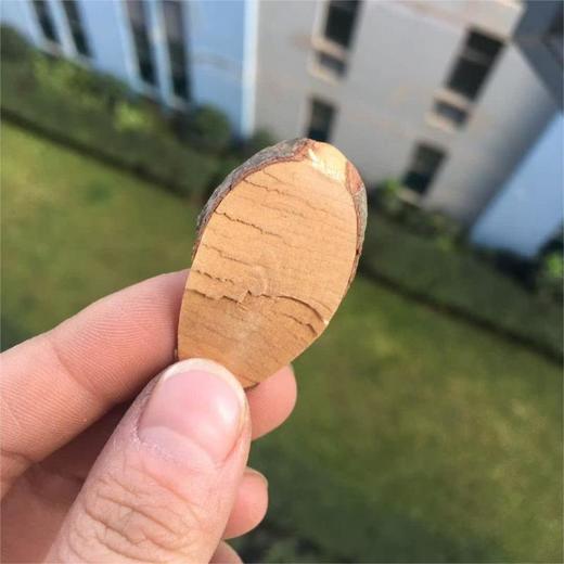 走马胎 商品图2